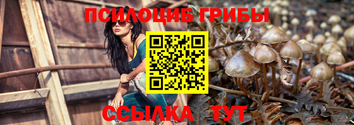 Галлюциногенные грибы GOLDEN TEACHER  купить наркоту  Псилоцибиновые грибы прущие грибы  Моздок  Вход с VPN 